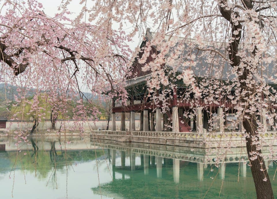 Cherry blossoms at Gyeongbokgung Palace, Seoul
